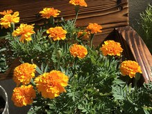 にしざわ整体院/にしざわ整体院の花