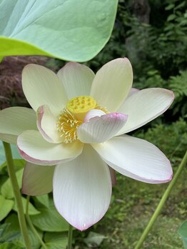 蓮の家/サロンの庭