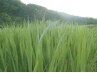地域初【デトックス最上級】国産無農薬 まこも蒸し60分 5000円→3500円