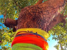 アジアンリラクゼーション ヴィラ 二子玉川店(asian relaxatin villa)/大きな大木