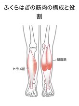 アズウェル(Azuwell)/ヒラメ筋と腓腹筋