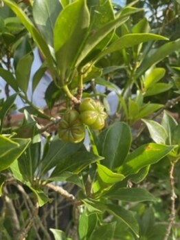 チェッコリ(CHECCOLY)/お供えするしきび♪