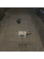 リディーブ 町田(Ridive)&nbsp;お散歩中の猫に癒されています^^