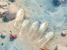 7月【定額】シンプルナチュラル