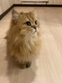 グリー 南浦和店(glee)&nbsp;猫カフェも大好きです！［南浦和/ジェルネイル/定額ネイル］