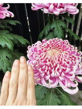 桃の木 吉祥寺店/自爪散歩 古典菊
