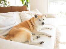 ピュアセルフ 新浦安(Pure Self)/看板犬の「ころ丸」です