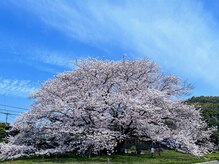 リラクゼーション整体 りめいくの雰囲気（【当月誕生月の方】と【誕生月から6ヶ月の方】限定割引有(._.)）