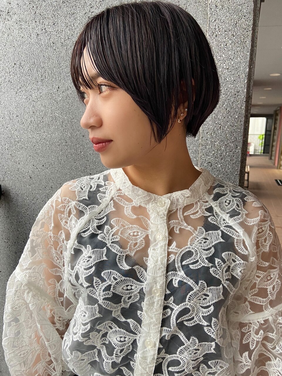 lavender ash  ×  shorthair
